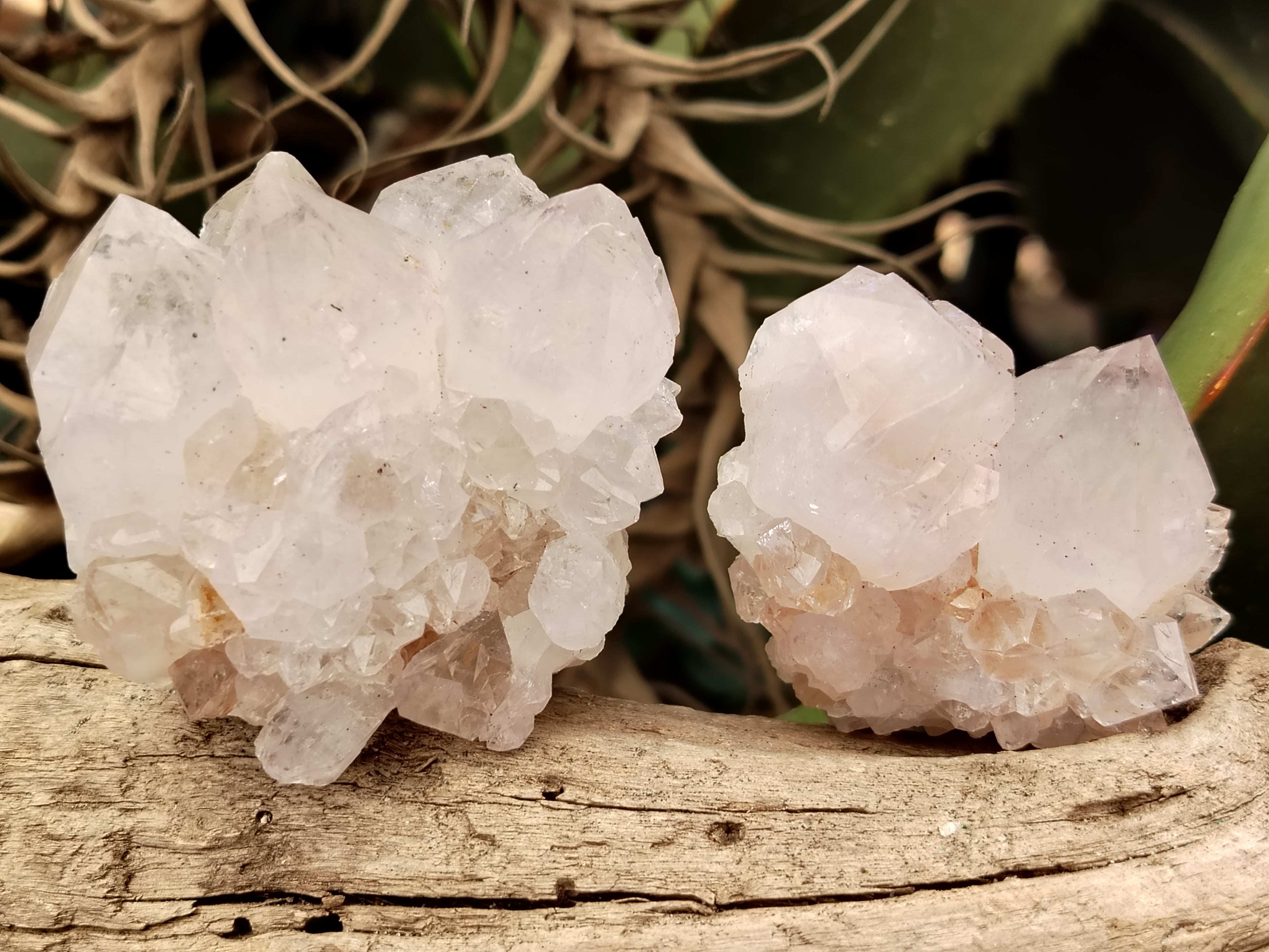 Natural Cactus Flower Spirit Quartz Clusters x 12 From Boekenhouthoek, South Africa - Toprock Gemstones and Minerals 