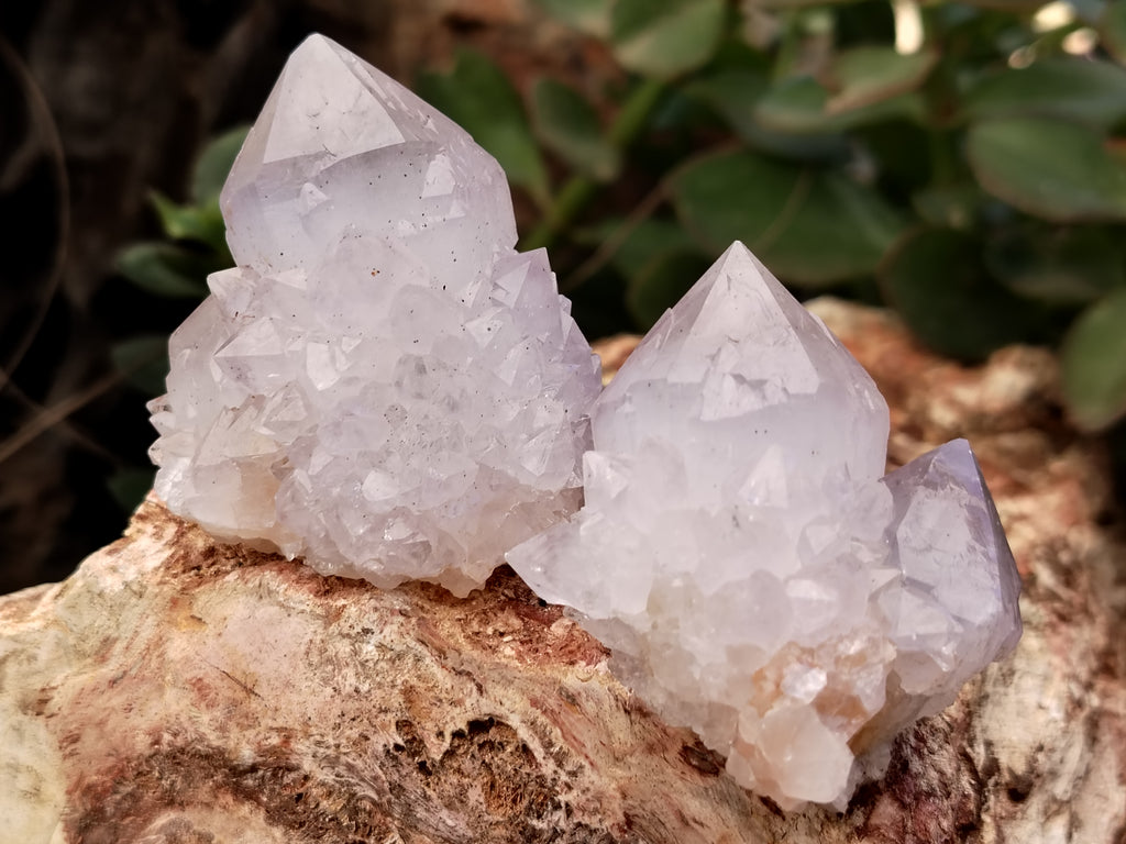 Natural Cactus Flower Spirit Quartz Clusters x 12 From Boekenhouthoek, South Africa - Toprock Gemstones and Minerals 