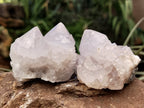Natural Cactus Flower Spirit Quartz Clusters x 12 From Boekenhouthoek, South Africa - Toprock Gemstones and Minerals 
