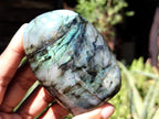 Polished Labradorite Standing Free Forms x 6 From Tulear, Madagascar - Toprock Gemstones and Minerals 