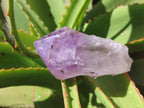 Natural Jacaranda Amethyst Quartz Crystals x 12 from Mumbwa, Zambia - Toprock Gemstones and Minerals 