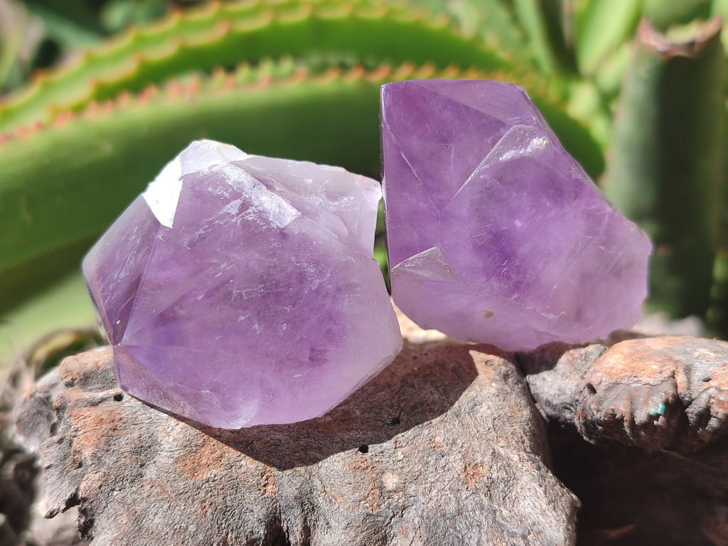 Natural Jacaranda Amethyst Quartz Crystals x 12 from Mumbwa, Zambia - Toprock Gemstones and Minerals 