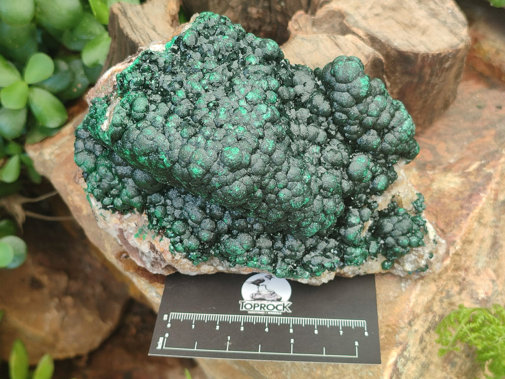 Natural Ball Malachite On Dolomite Matrix Specimen x 1 From Kambove, Congo - Toprock Gemstones and Minerals 