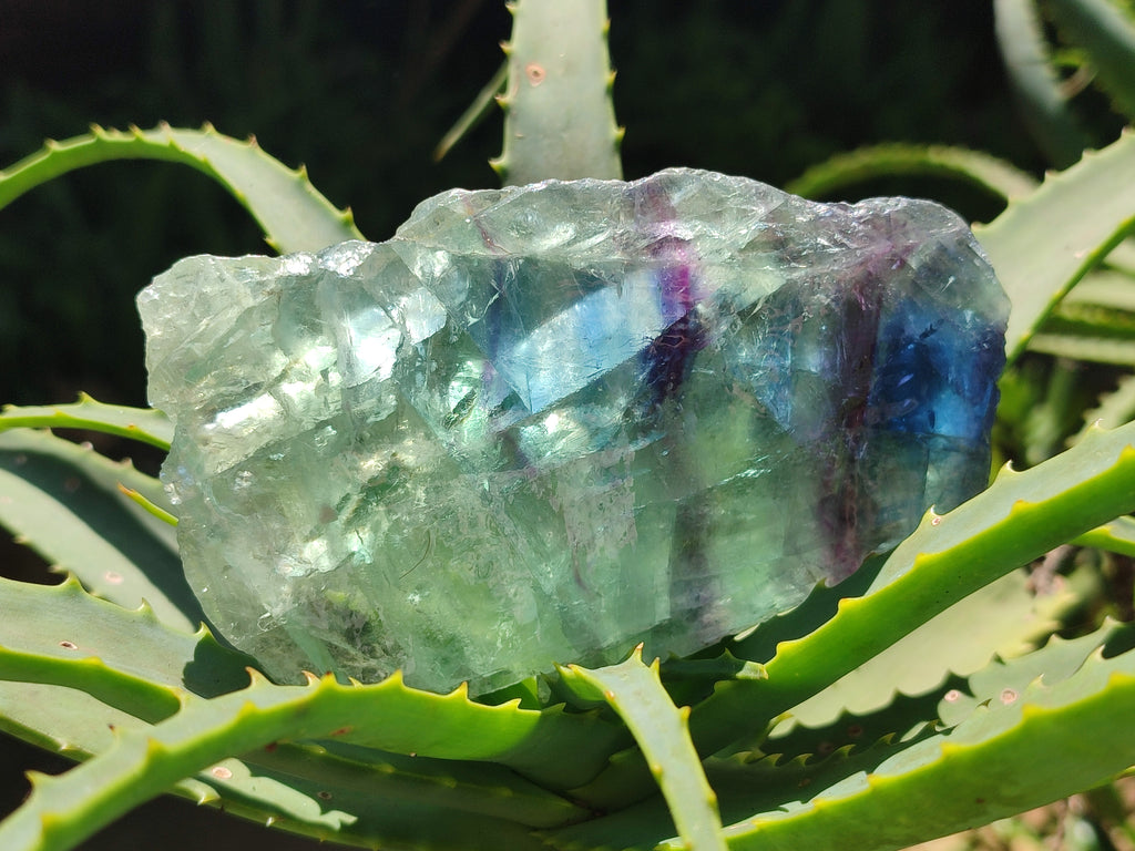 Polished On One Side Watermelon Fluorite x 6 From Uis, Namibia - Toprock Gemstones and Minerals 