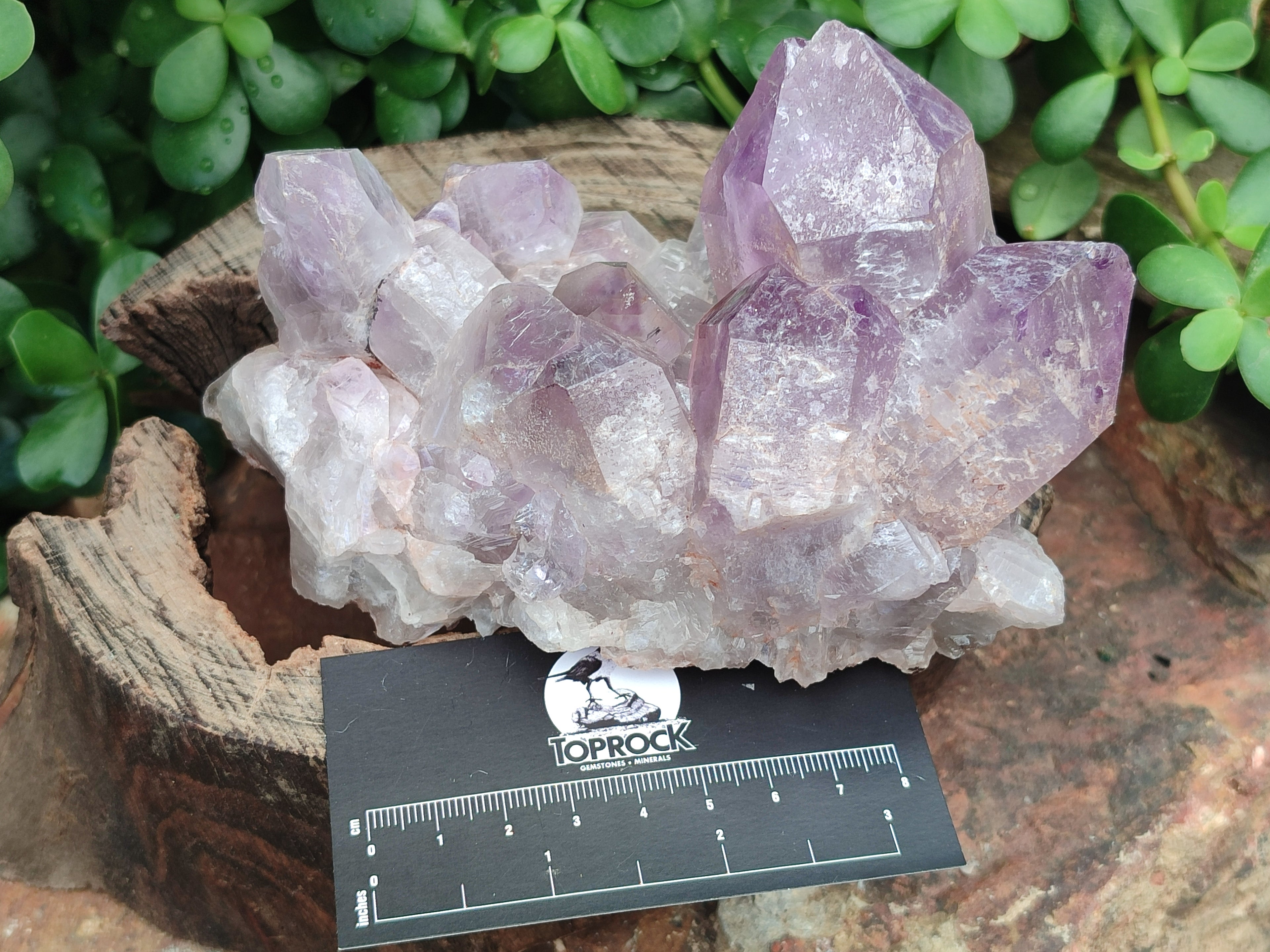 Natural Jacaranda Amethyst Quartz Clusters x 2 from Mumbwa, Zambia - Toprock Gemstones and Minerals 