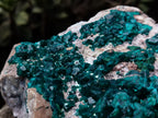 Natural Large Dioptase Specimen x 1 From Likasi, Congo - Toprock Gemstones and Minerals 