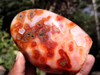 Polished Carnelian Standing Free Forms x 5 From Madagascar - Toprock Gemstones and Minerals 