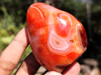 Polished Carnelian Standing Free Forms x 5 From Madagascar - Toprock Gemstones and Minerals 