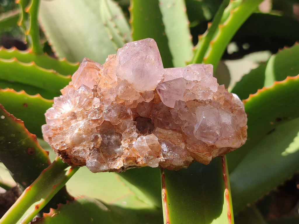 Natural Cactus Flower Spirit Quartz Clusters x 6 From Boekenhouthoek, South Africa - Toprock Gemstones and Minerals 