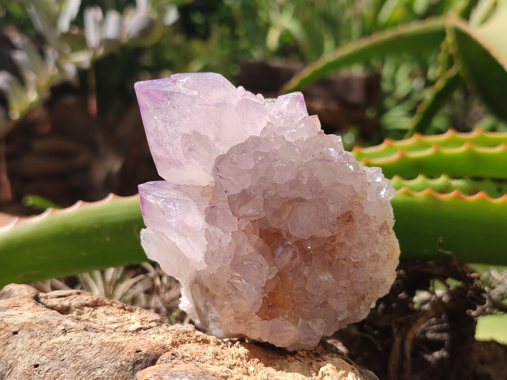Natural Cactus Flower Spirit Quartz Clusters x 6 From Boekenhouthoek, South Africa - Toprock Gemstones and Minerals 