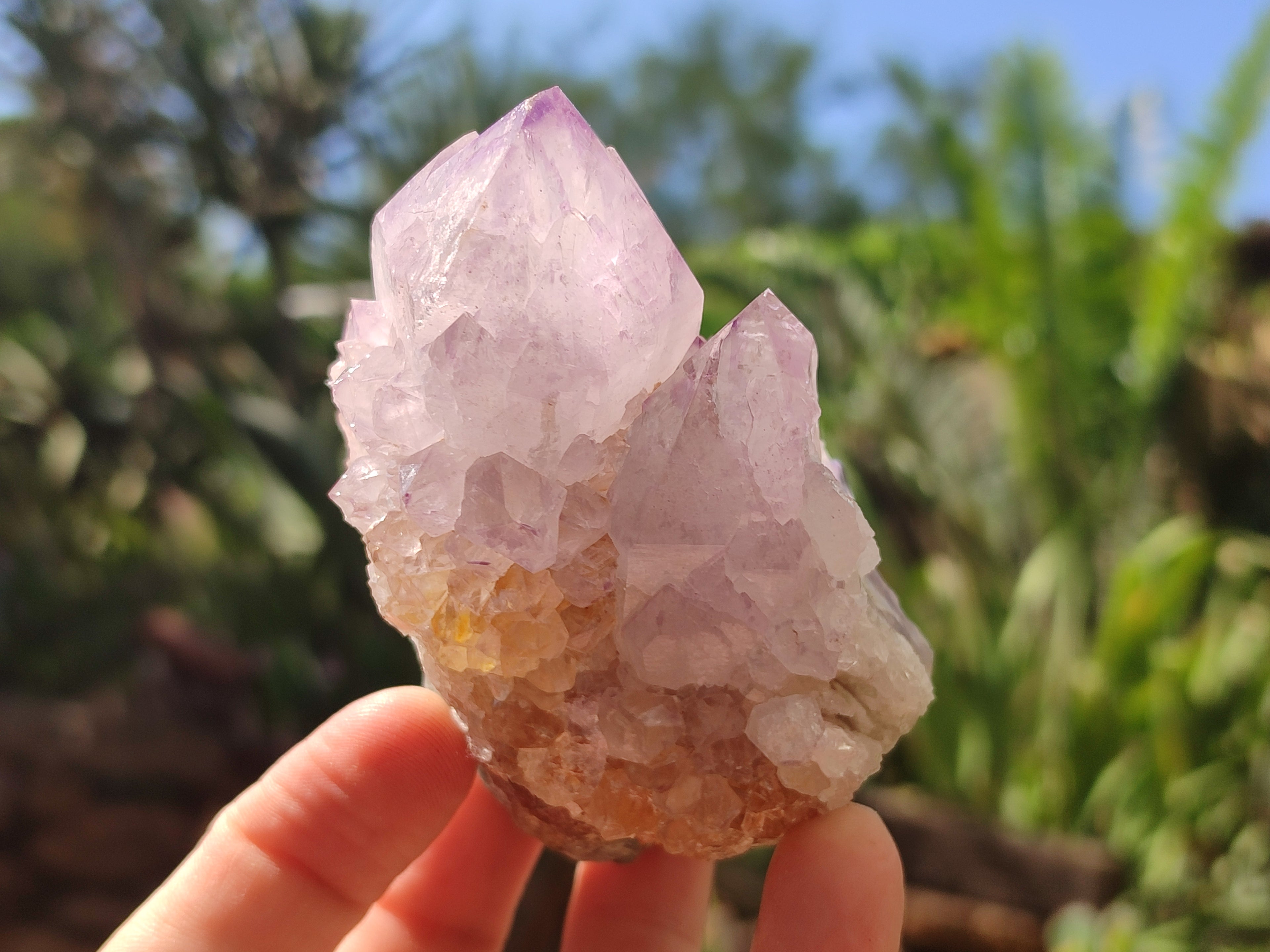 Natural Cactus Flower Spirit Quartz Clusters x 6 From Boekenhouthoek, South Africa - Toprock Gemstones and Minerals 