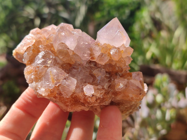 Natural Cactus Flower Spirit Quartz Clusters x 6 From Boekenhouthoek, South Africa
