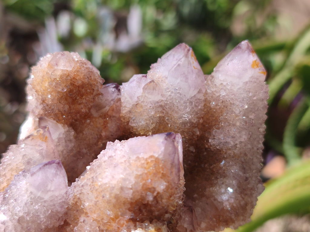 Natural Cactus Flower Spirit Quartz Clusters x 6 From Boekenhouthoek, South Africa - Toprock Gemstones and Minerals 