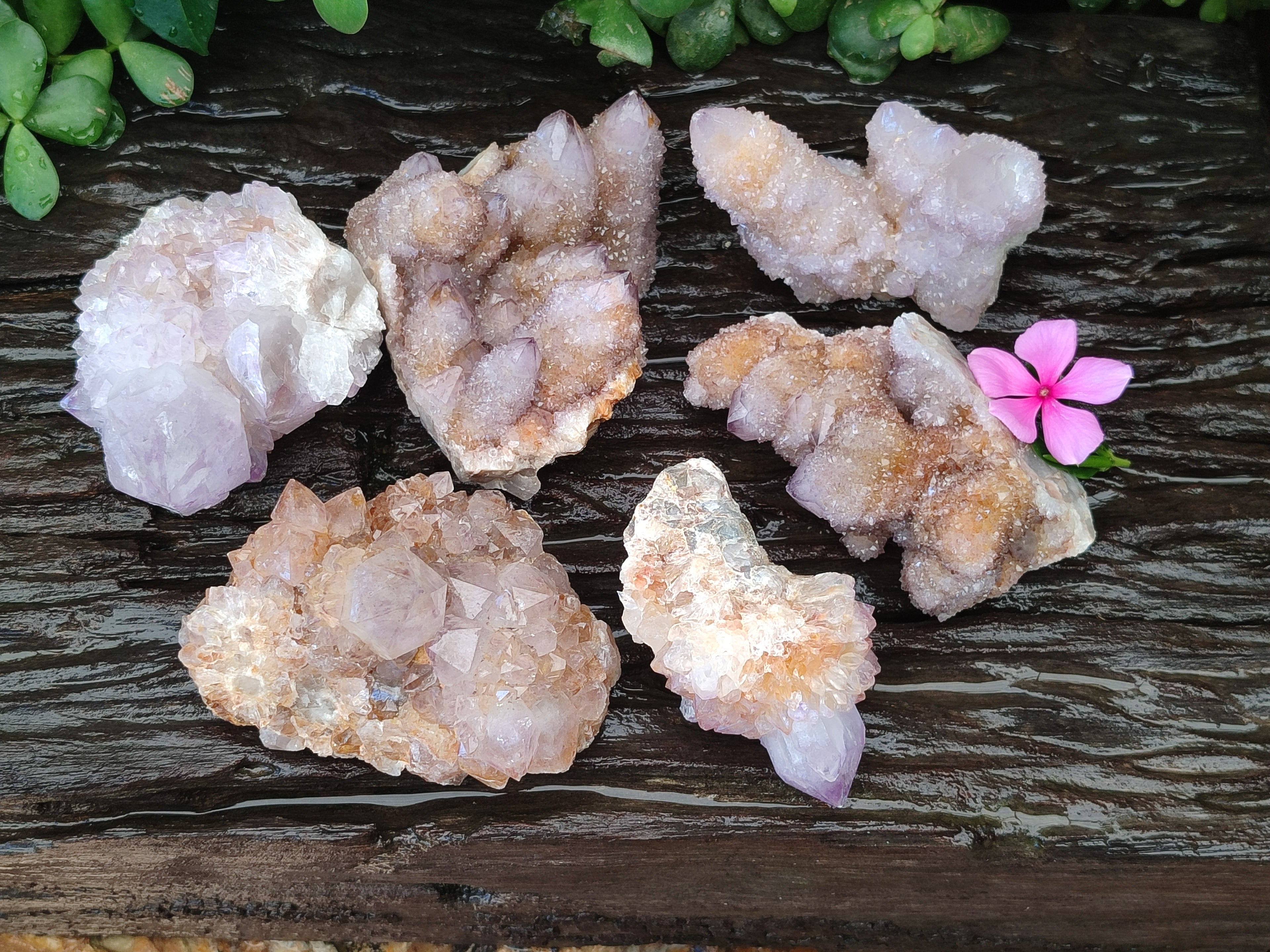 Natural Cactus Flower Spirit Quartz Clusters x 6 From Boekenhouthoek, South Africa - Toprock Gemstones and Minerals 