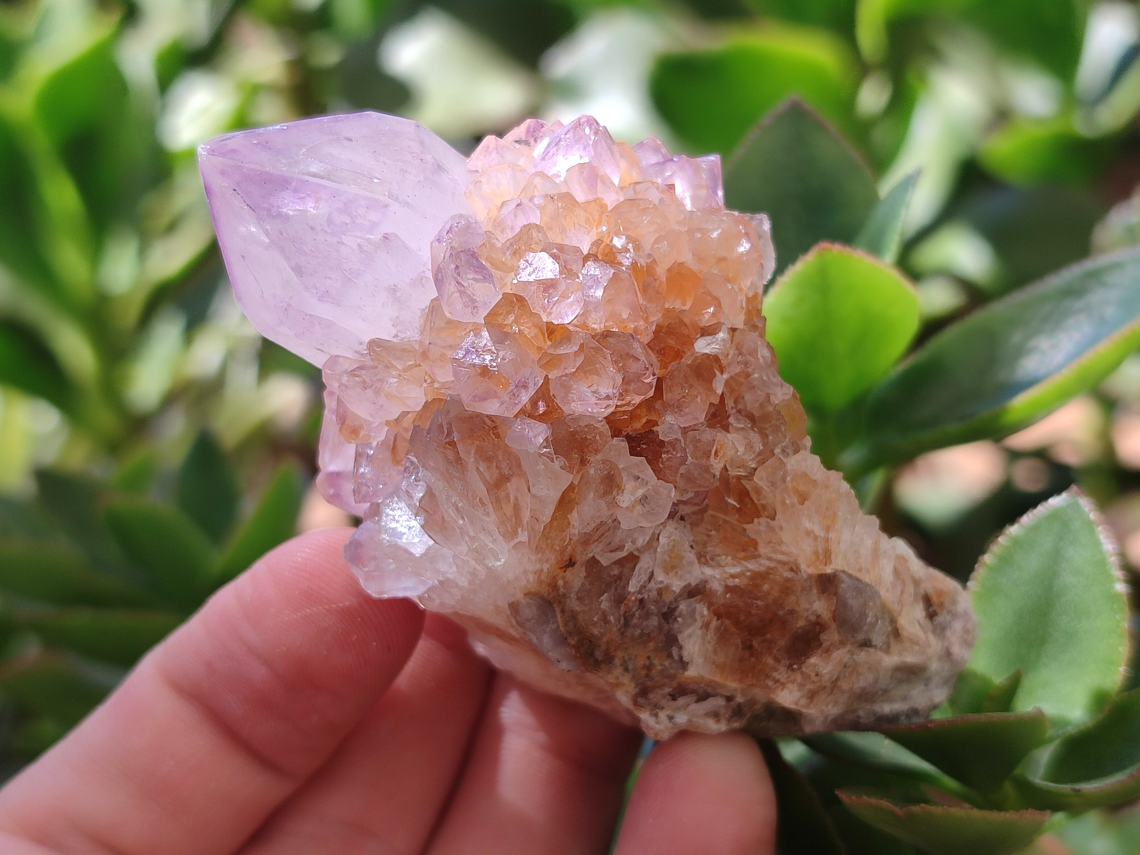 Natural Cactus Flower Spirit Quartz Clusters x 6 From Boekenhouthoek, South Africa - Toprock Gemstones and Minerals 