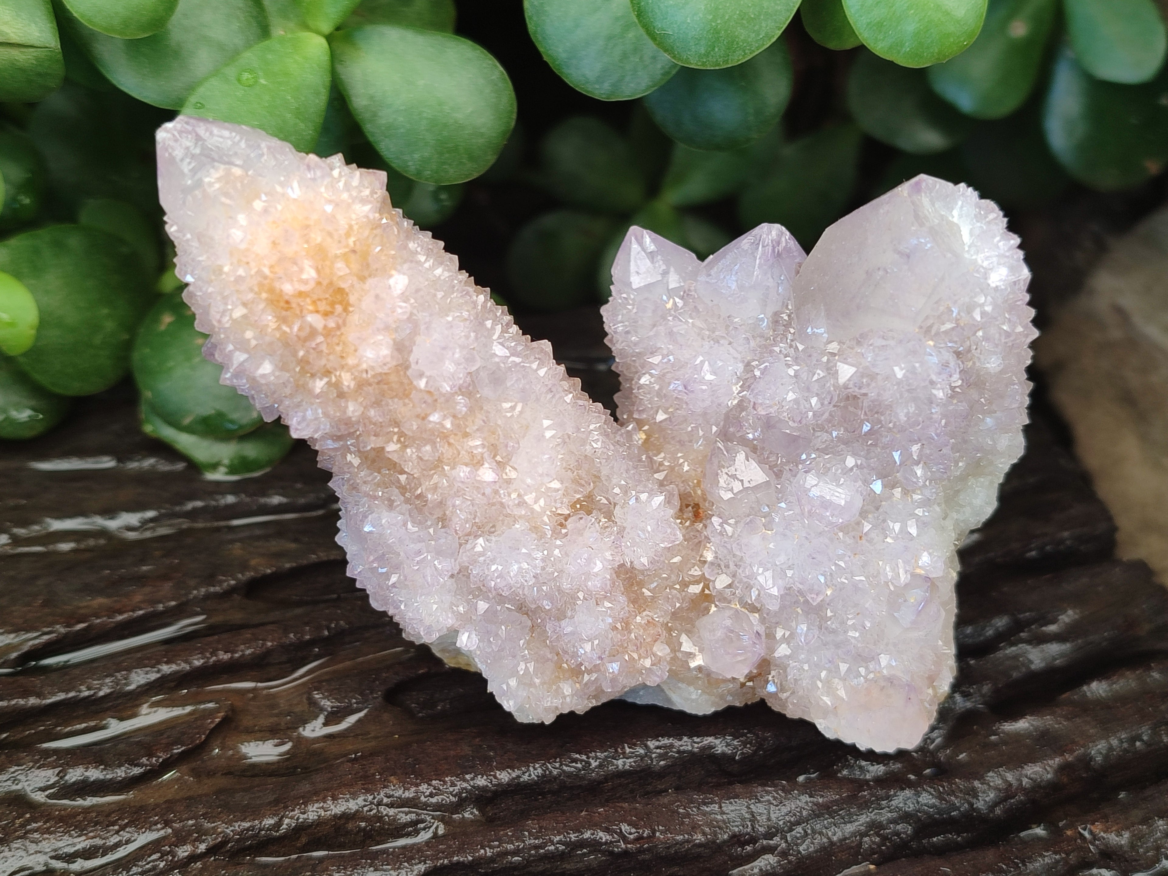 Natural Cactus Flower Spirit Quartz Clusters x 6 From Boekenhouthoek, South Africa - Toprock Gemstones and Minerals 