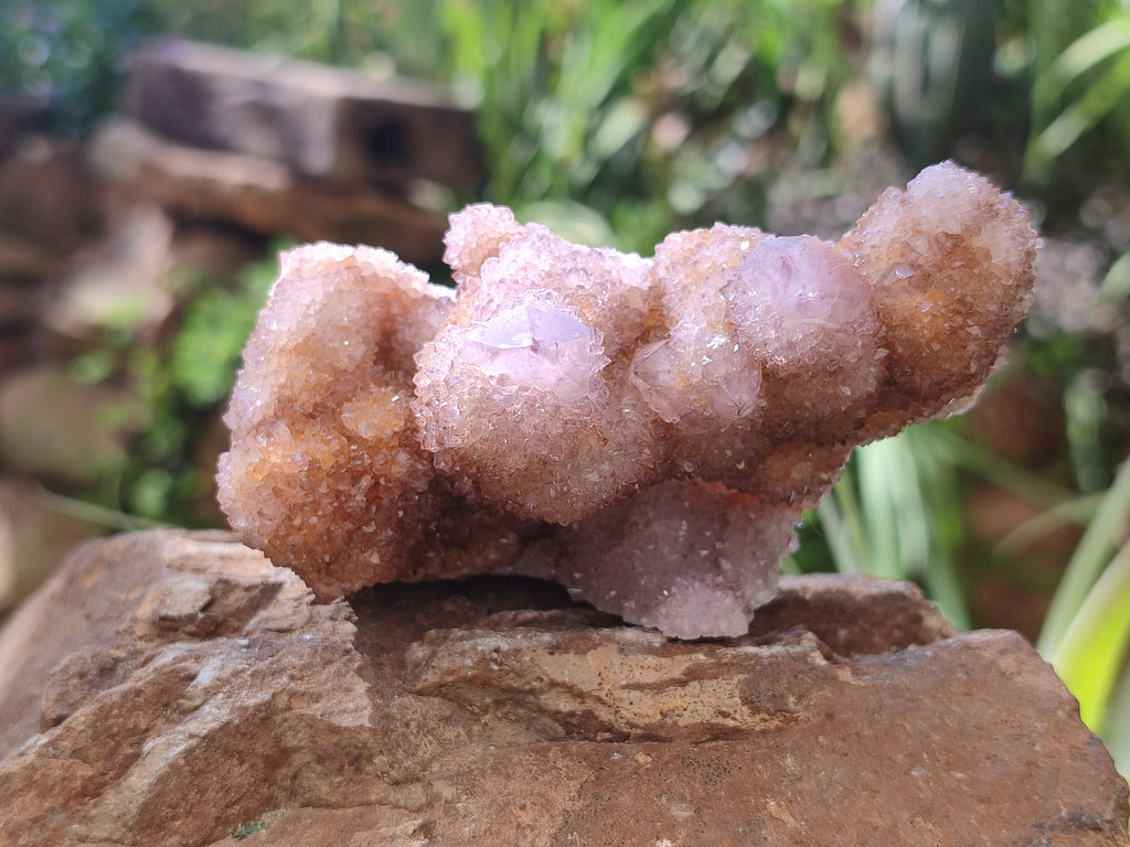 Natural Cactus Flower Spirit Quartz Clusters x 6 From Boekenhouthoek, South Africa - Toprock Gemstones and Minerals 
