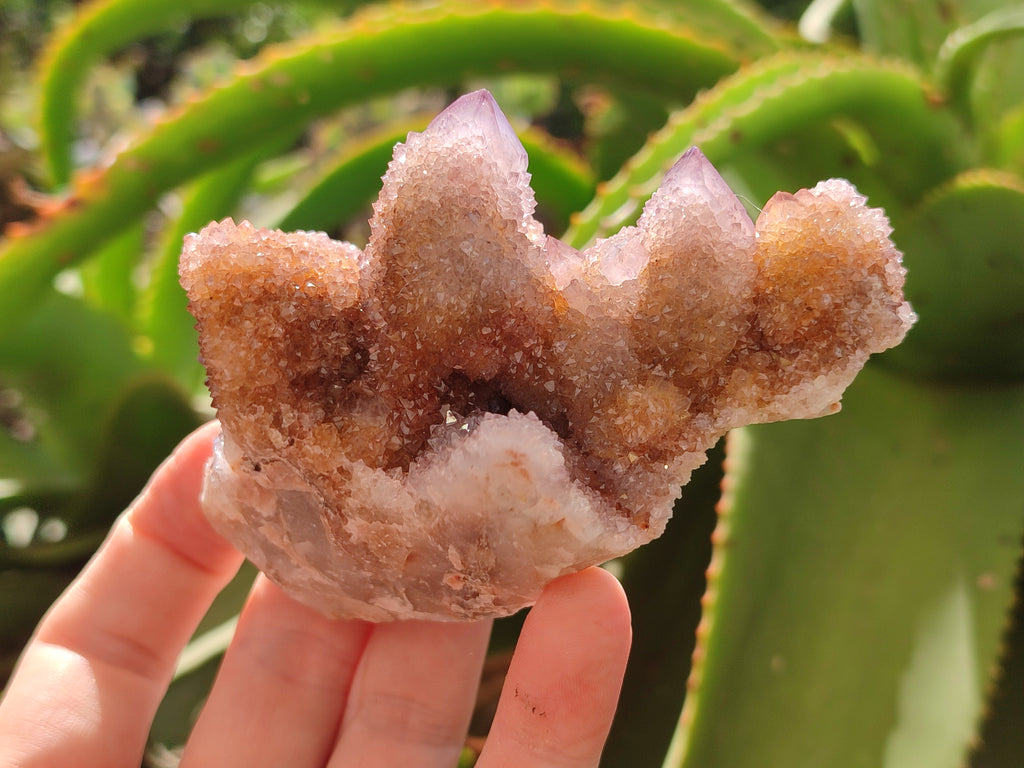 Natural Cactus Flower Spirit Quartz Clusters x 6 From Boekenhouthoek, South Africa - Toprock Gemstones and Minerals 