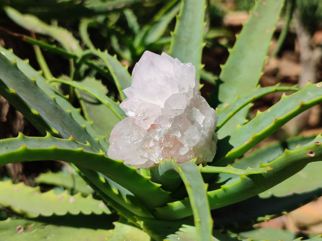 Natural Cactus Flower Spirit Quartz Clusters x 12 From Boekenhouthoek, South Africa - Toprock Gemstones and Minerals 
