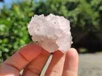 Natural Cactus Flower Spirit Quartz Clusters x 12 From Boekenhouthoek, South Africa