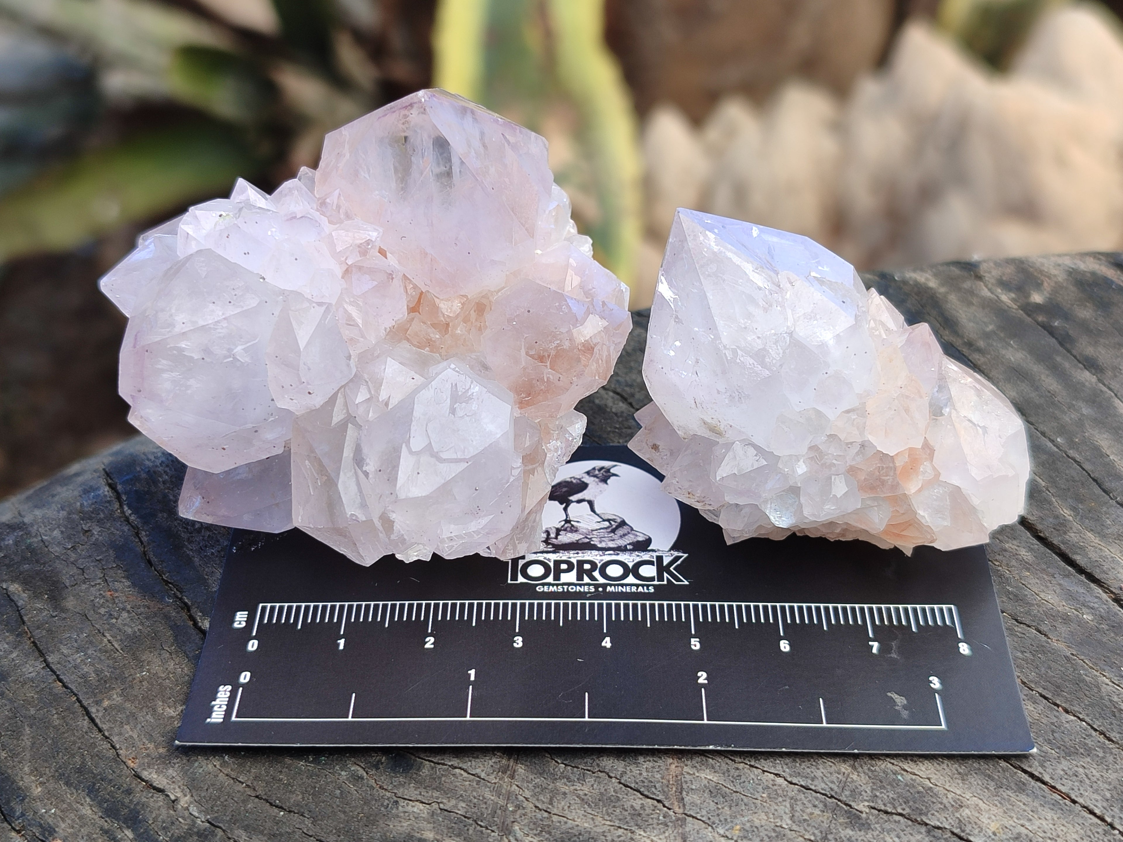 Natural Cactus Flower Spirit Quartz Clusters x 12 From Boekenhouthoek, South Africa - Toprock Gemstones and Minerals 