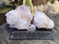 Natural Cactus Flower Spirit Quartz Clusters x 12 From Boekenhouthoek, South Africa