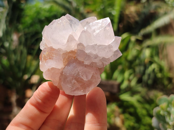 Natural Cactus Flower Spirit Quartz Clusters x 12 From Boekenhouthoek, South Africa