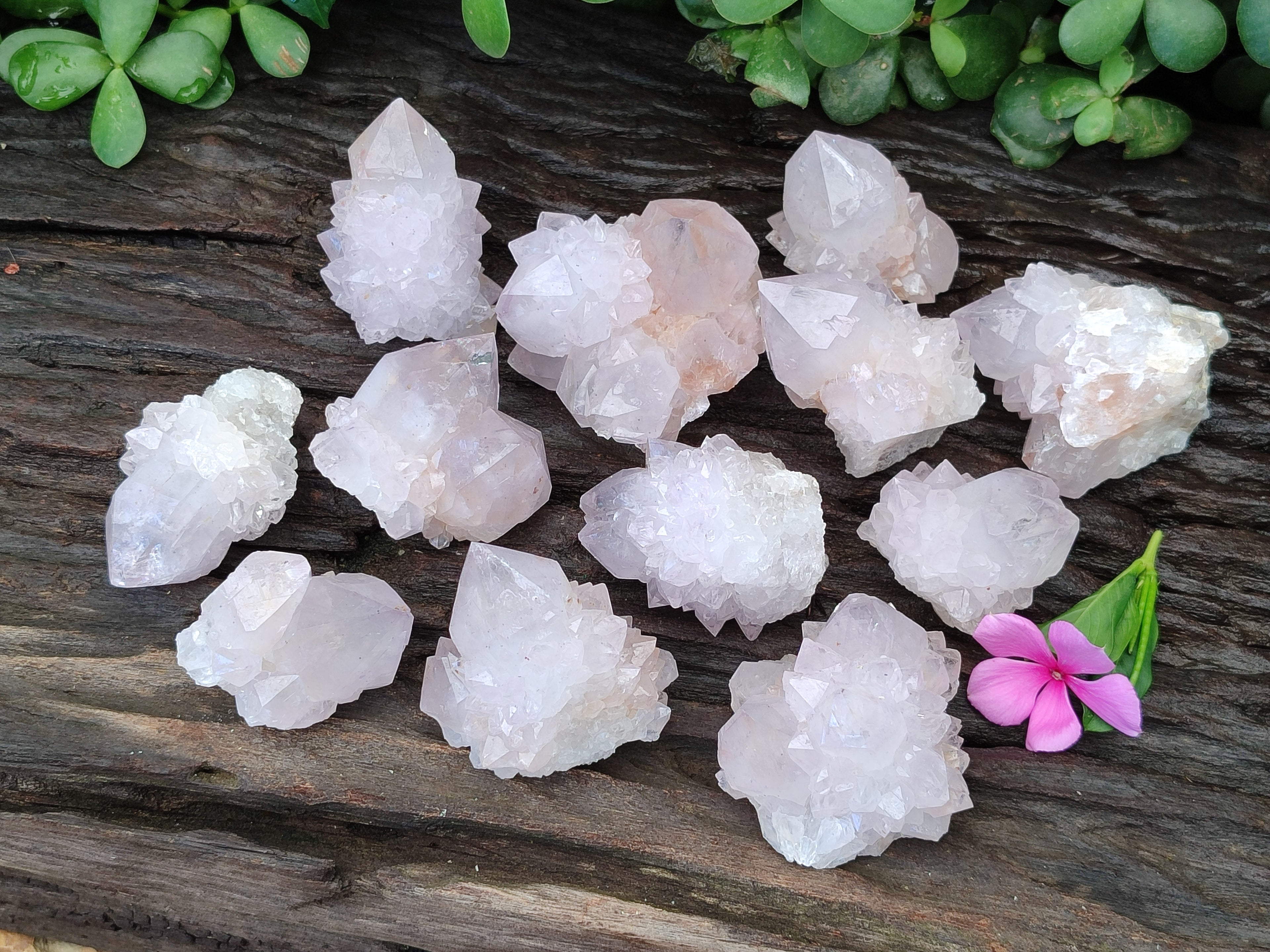 Natural Cactus Flower Spirit Quartz Clusters x 12 From Boekenhouthoek, South Africa - Toprock Gemstones and Minerals 