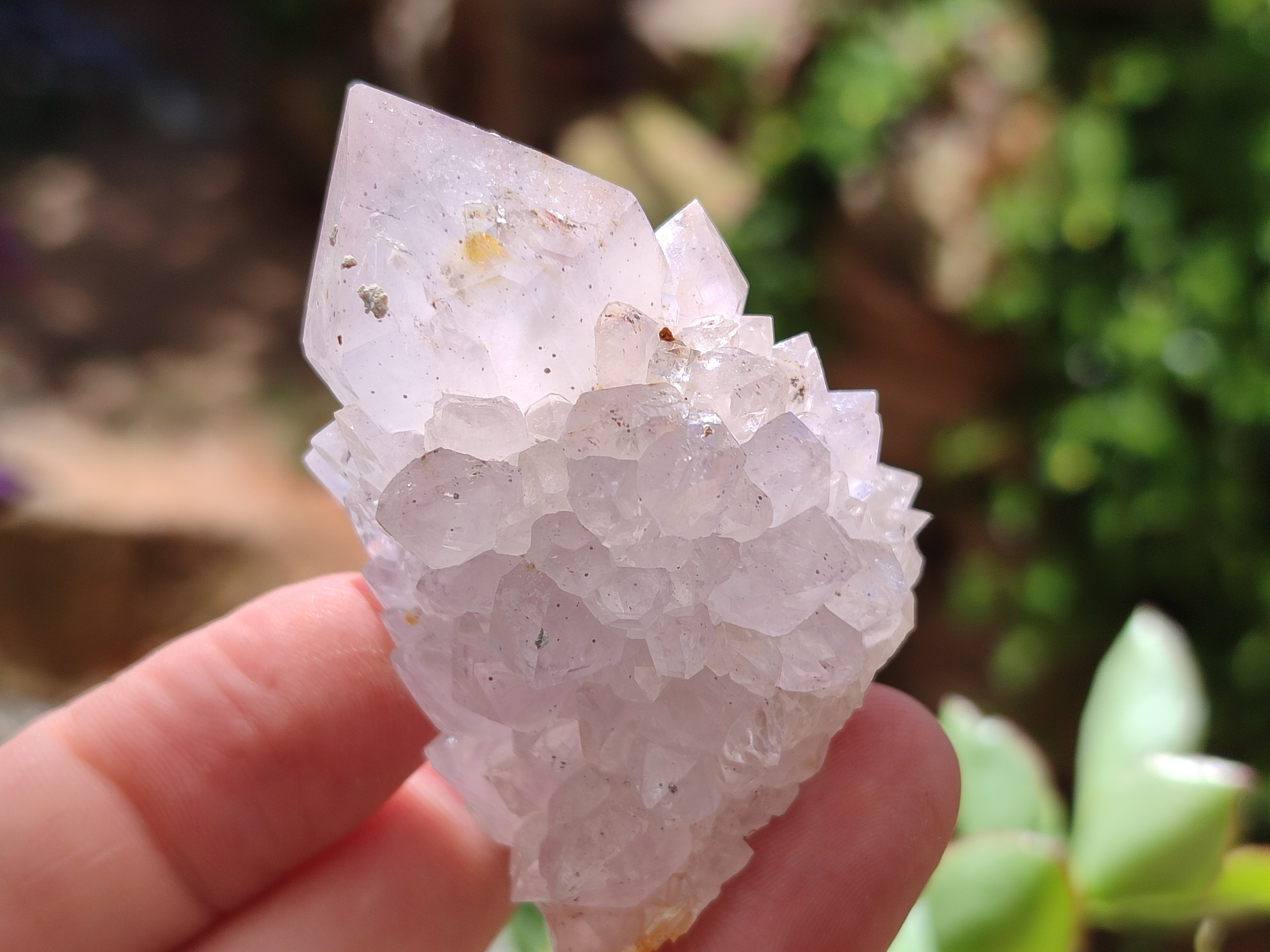 Natural Cactus Flower Spirit Quartz Clusters x 12 From Boekenhouthoek, South Africa - Toprock Gemstones and Minerals 