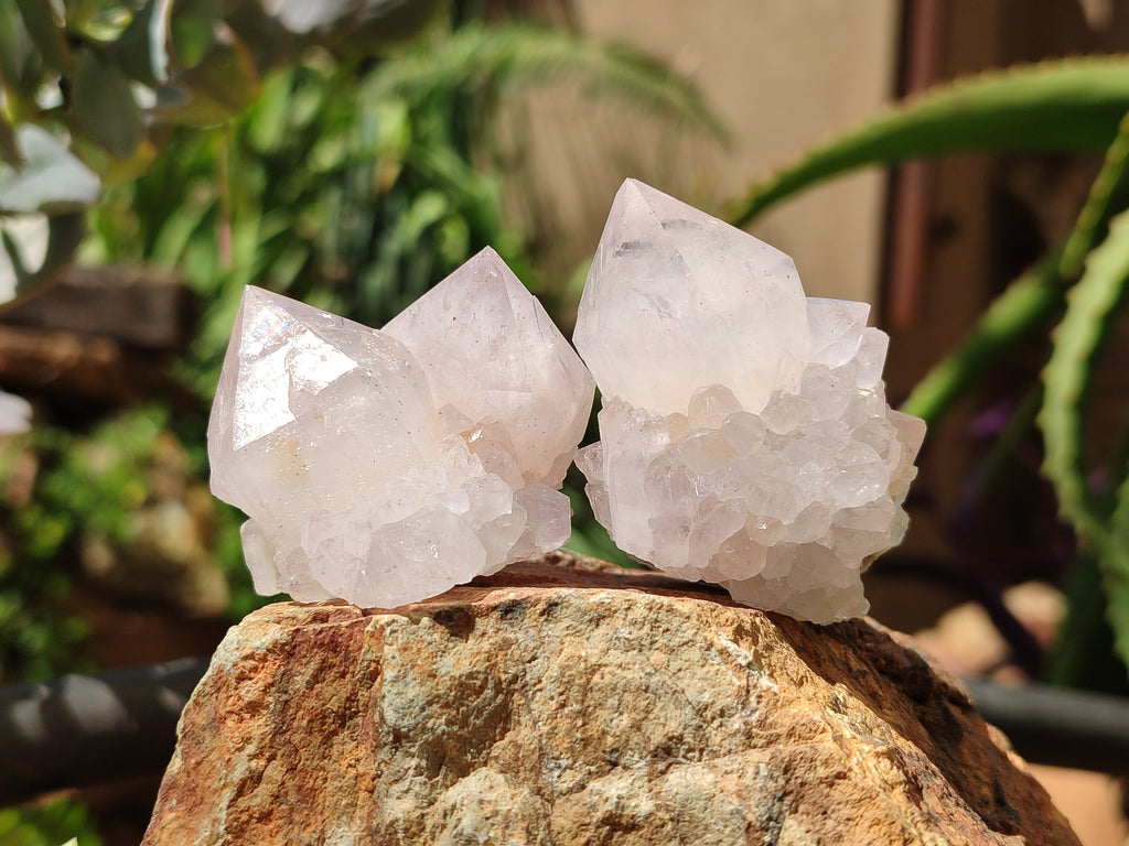 Natural Cactus Flower Spirit Quartz Clusters x 12 From Boekenhouthoek, South Africa - Toprock Gemstones and Minerals 
