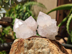Natural Cactus Flower Spirit Quartz Clusters x 12 From Boekenhouthoek, South Africa - Toprock Gemstones and Minerals 