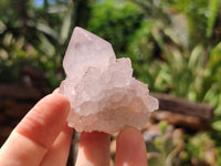Natural Cactus Flower Spirit Quartz Clusters x 12 From Boekenhouthoek, South Africa