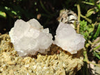 Natural Cactus Flower Spirit Quartz Clusters x 12 From Boekenhouthoek, South Africa - Toprock Gemstones and Minerals 