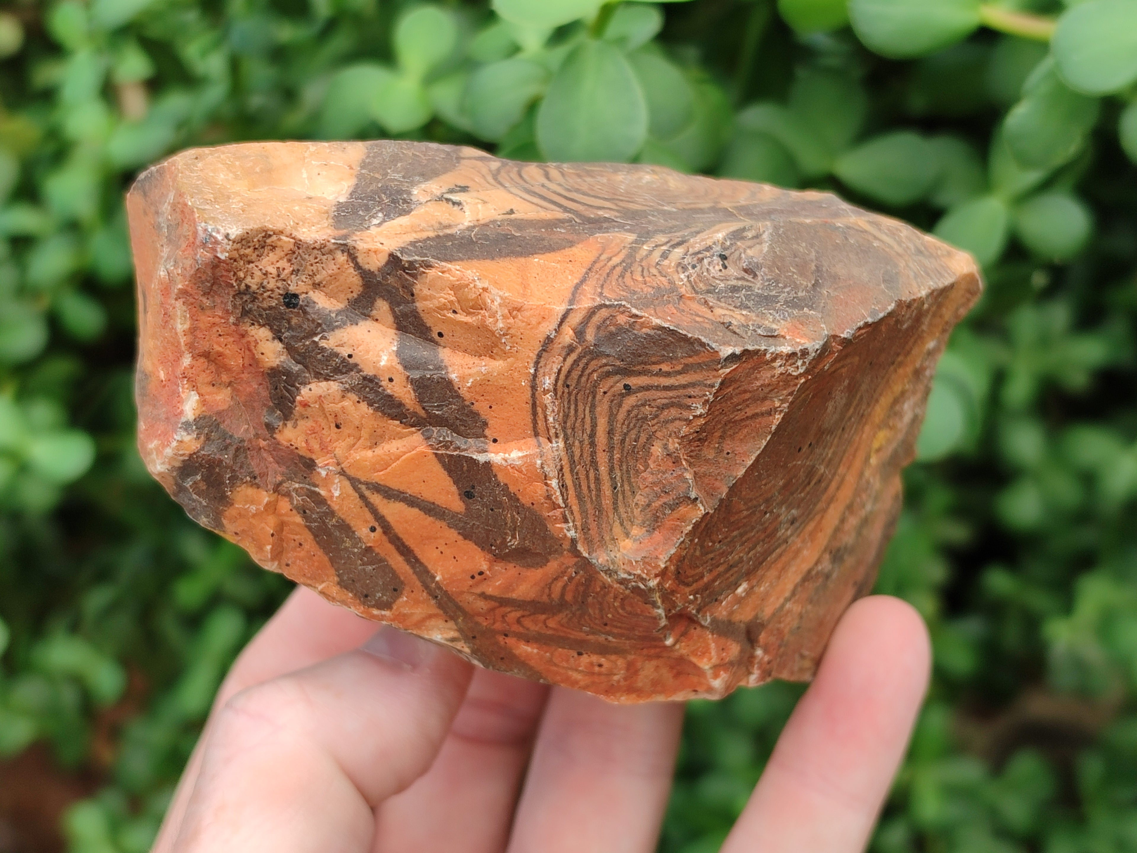 Natural Nguni Jasper Cobbed Specimens x 6 From Prieska, South Africa - Toprock Gemstones and Minerals 