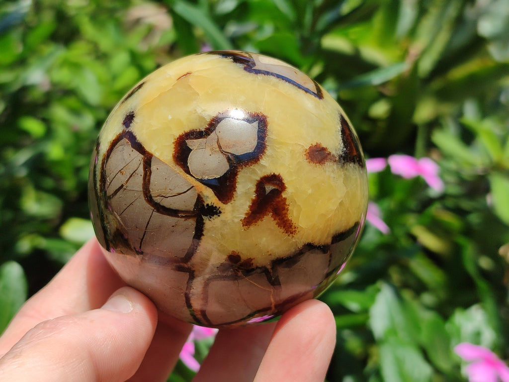 Polished Septerye Spheres x 4 From Mahajanga, Madagascar - Toprock Gemstones and Minerals 