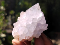 Natural Cactus Flower Spirit Quartz Clusters x 12 From Boekenhouthoek, South Africa
