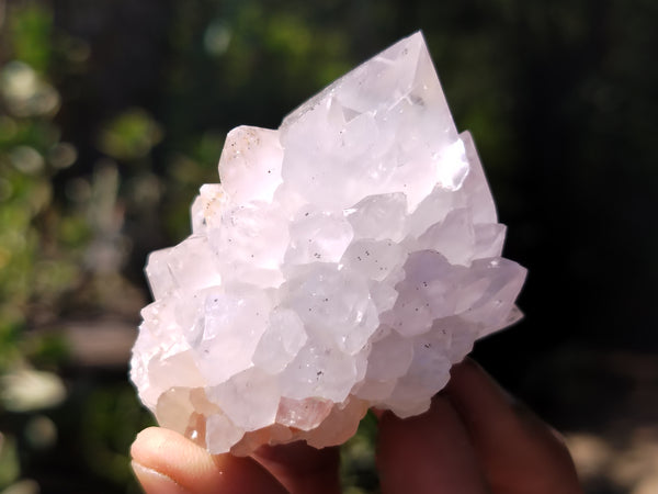 Natural Cactus Flower Spirit Quartz Clusters x 12 From Boekenhouthoek, South Africa