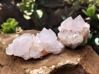 Natural Cactus Flower Spirit Quartz Clusters x 12 From Boekenhouthoek, South Africa