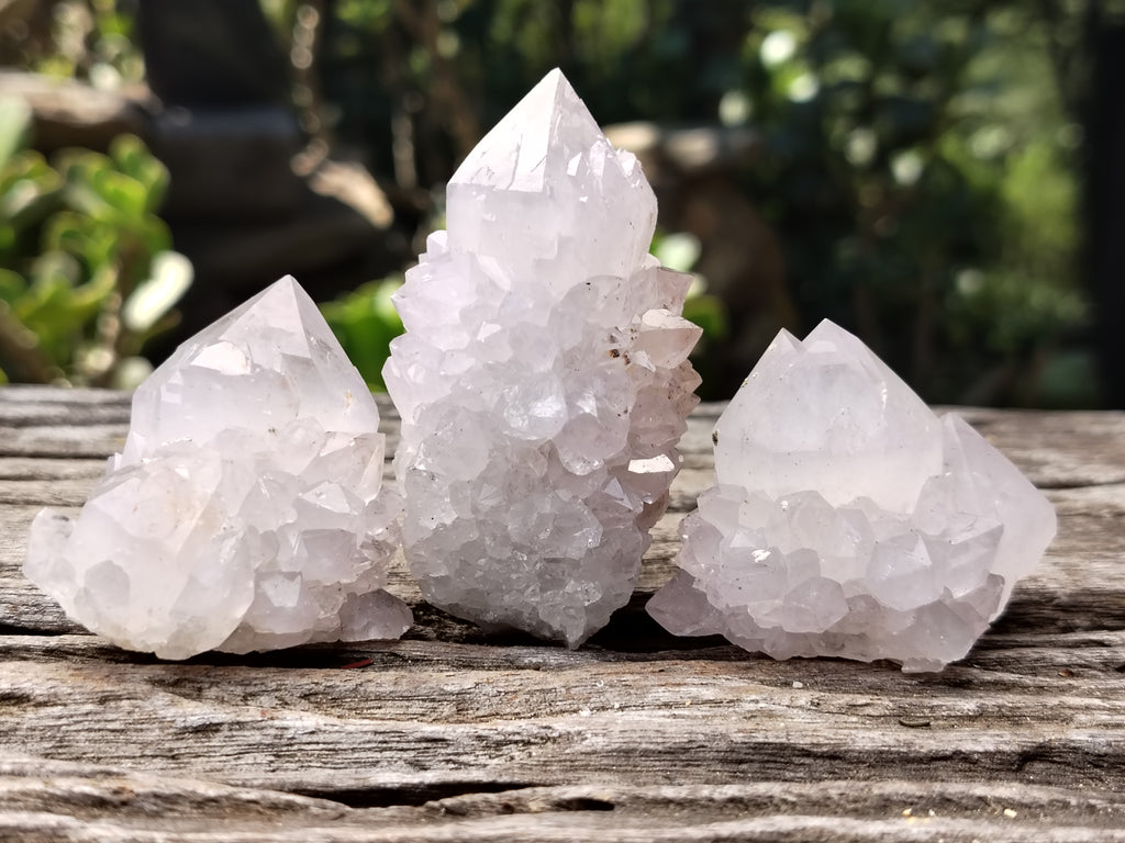 Natural Cactus Flower Spirit Quartz Clusters x 12 From Boekenhouthoek, South Africa - Toprock Gemstones and Minerals 