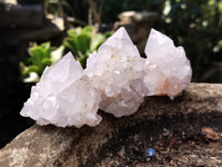 Natural Cactus Flower Spirit Quartz Clusters x 12 From Boekenhouthoek, South Africa