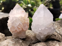Natural Cactus Flower Spirit Quartz Clusters x 12 From Boekenhouthoek, South Africa