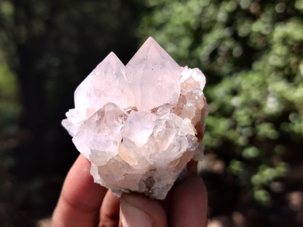 Natural Cactus Flower Spirit Quartz Clusters x 12 From Boekenhouthoek, South Africa - Toprock Gemstones and Minerals 