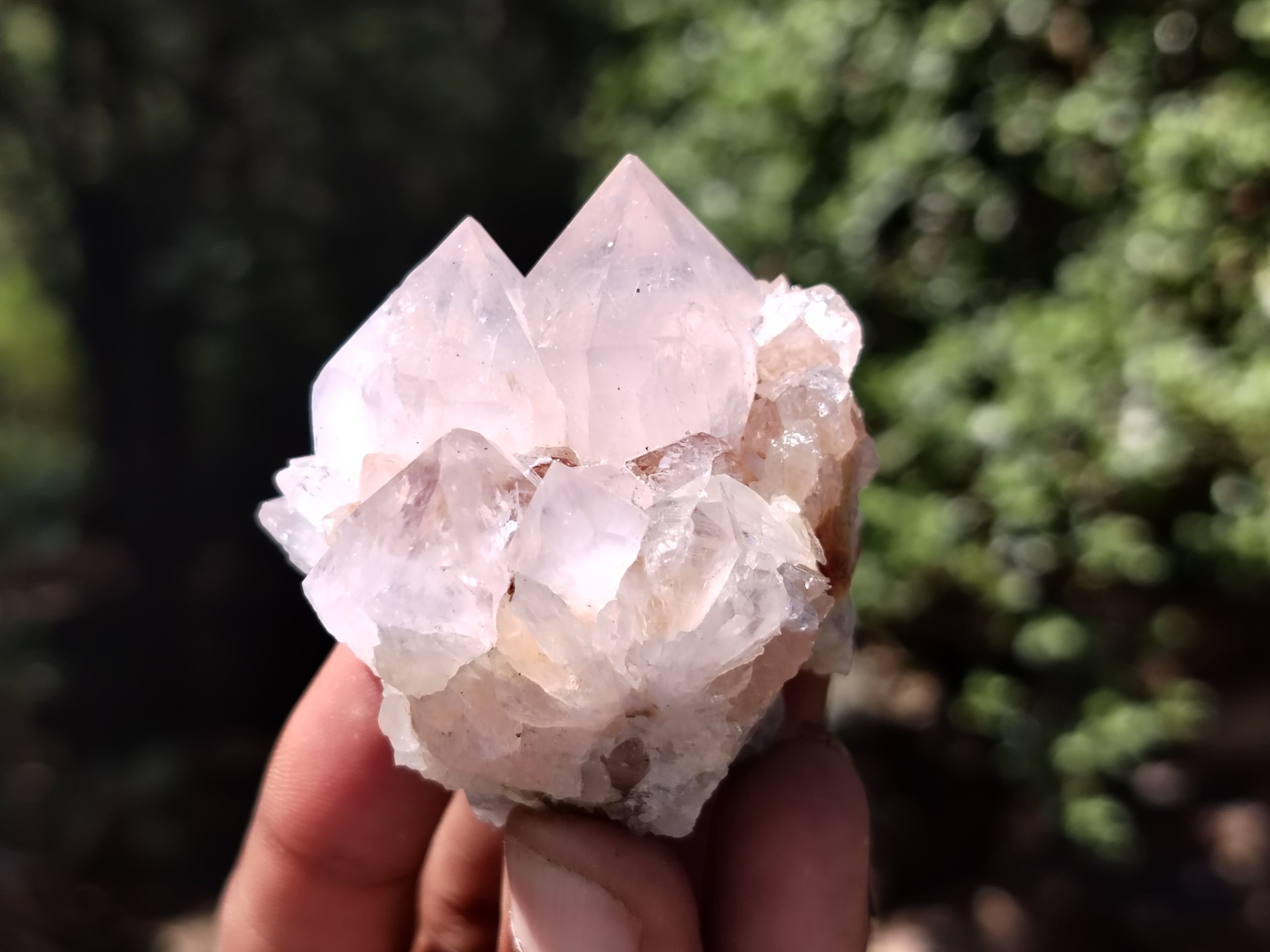 Natural Cactus Flower Spirit Quartz Clusters x 12 From Boekenhouthoek, South Africa - Toprock Gemstones and Minerals 