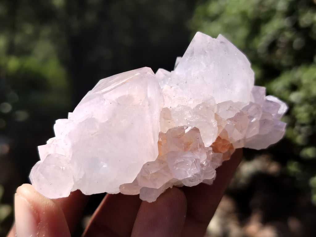 Natural Cactus Flower Spirit Quartz Clusters x 12 From Boekenhouthoek, South Africa - Toprock Gemstones and Minerals 