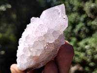 Natural Cactus Flower Spirit Quartz Clusters x 12 From Boekenhouthoek, South Africa