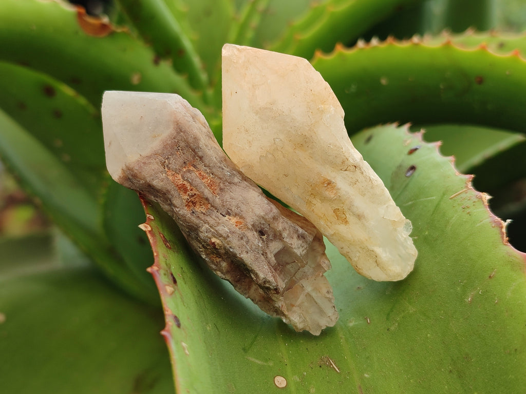 Natural Pineapple Candle Quartz Crystals x 35 From Antsirabe, Madagascar - Toprock Gemstones and Minerals 