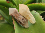 Natural Pineapple Candle Quartz Crystals x 35 From Antsirabe, Madagascar - Toprock Gemstones and Minerals 