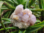 Natural Amethyst Spirit Quartz Clusters x 6 From Boekenhouthoek, South Africa - Toprock Gemstones and Minerals 