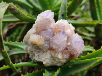 Natural Amethyst Spirit Quartz Clusters x 6 From Boekenhouthoek, South Africa