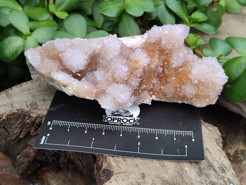 Natural Amethyst Spirit Quartz Clusters x 6 From Boekenhouthoek, South Africa - Toprock Gemstones and Minerals 